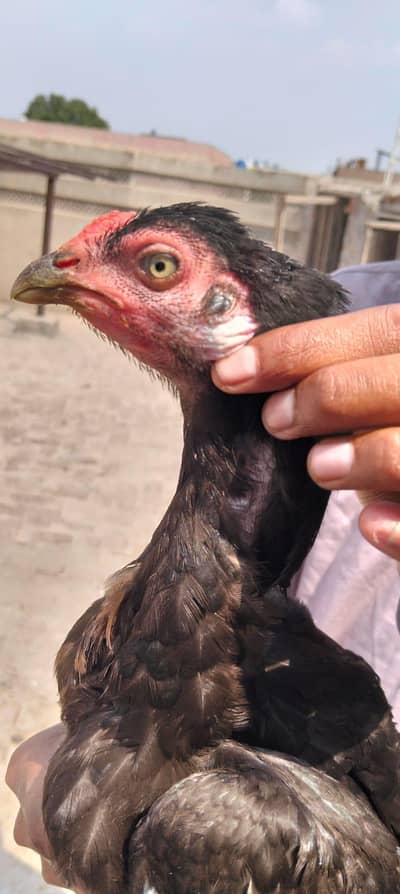 3 Aseel Breeder Females