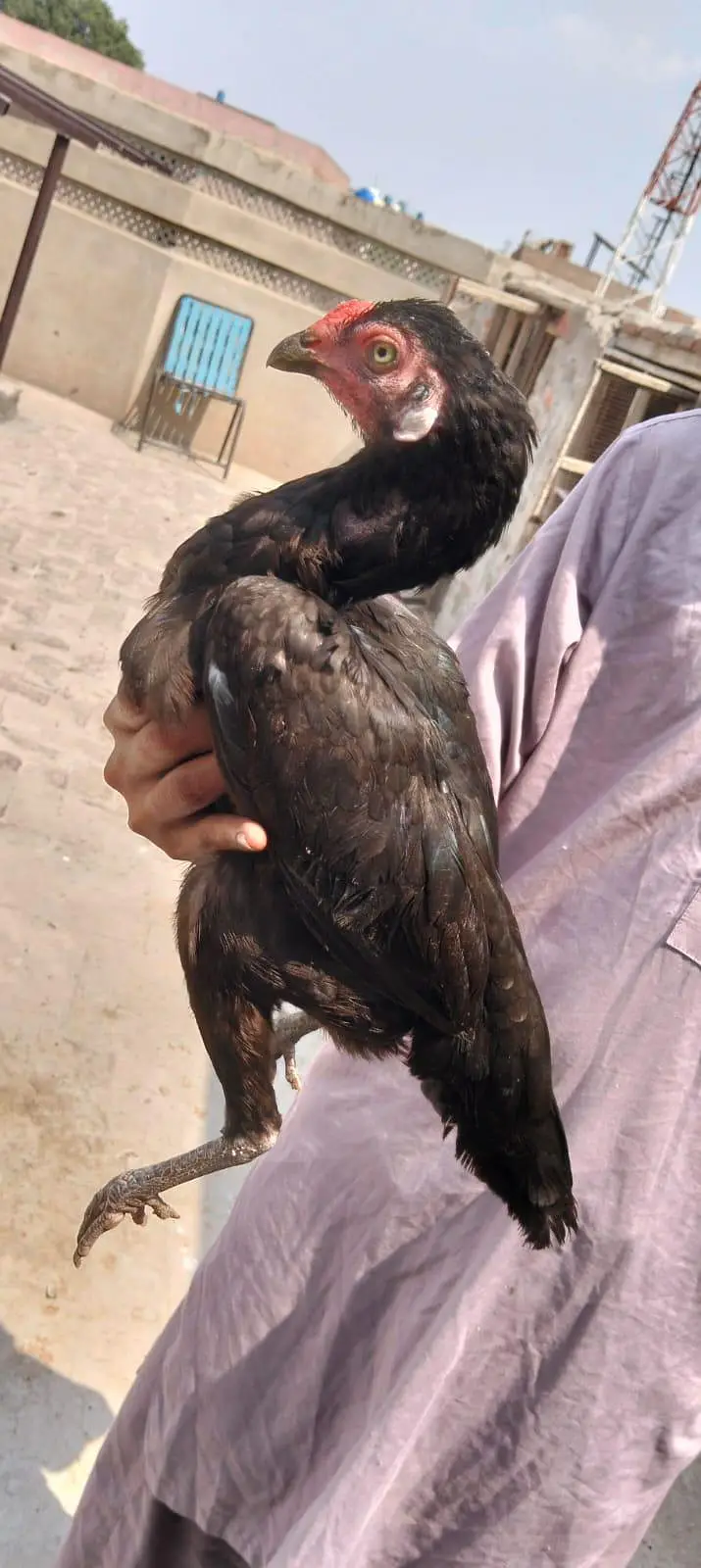 3 Aseel Breeder Females — photo 2