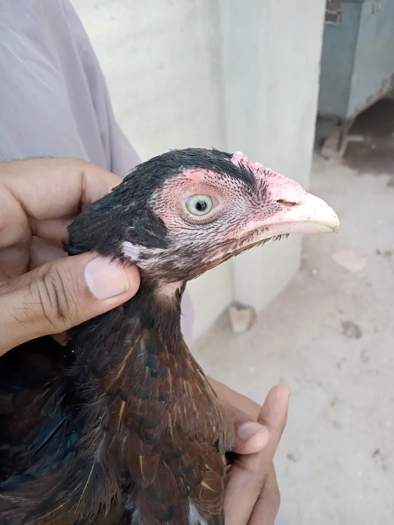 3 Aseel Breeder Females — photo 3