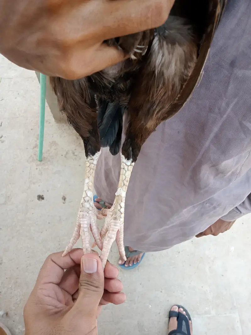 3 Aseel Breeder Females — photo 4