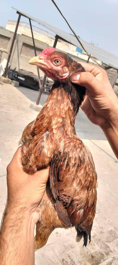 2 Aseel Breeder Females