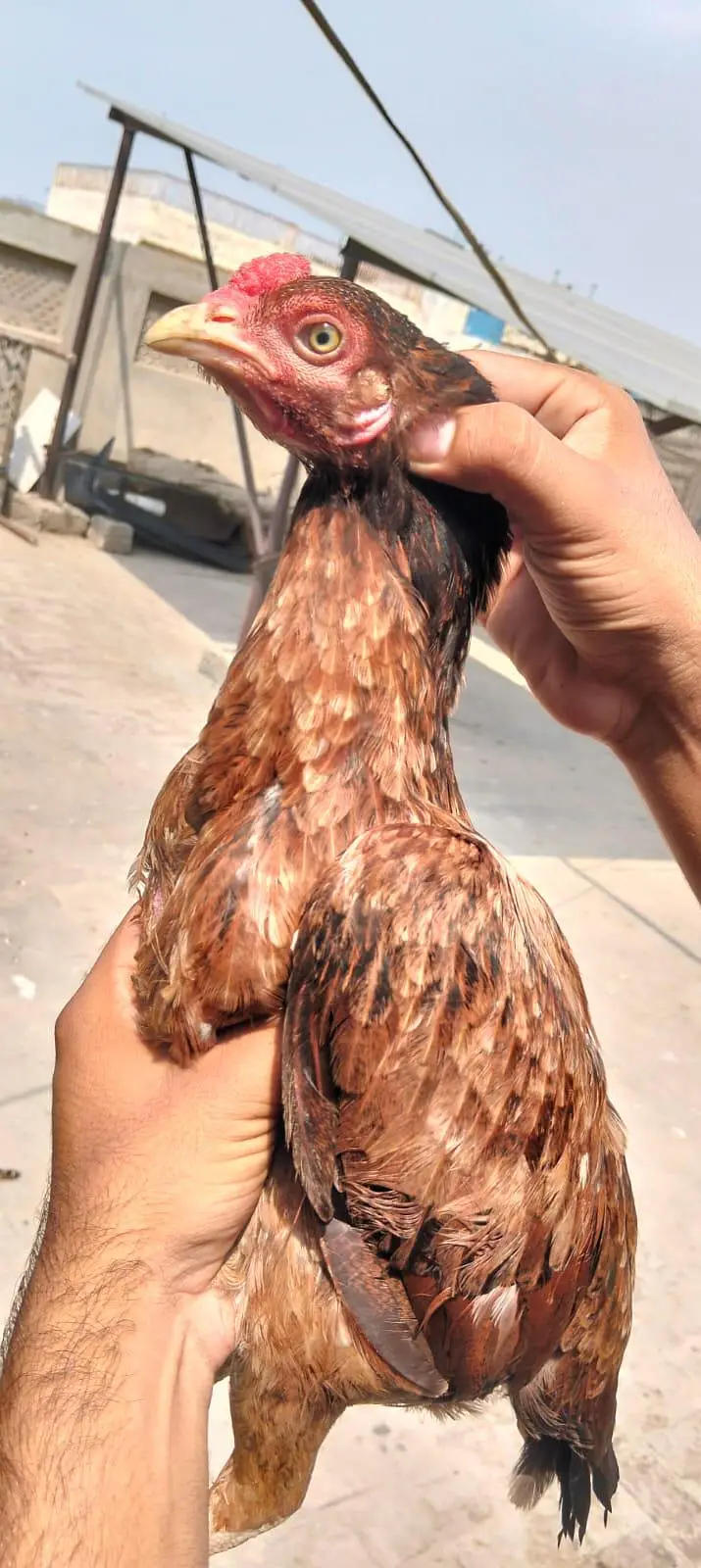 3 Aseel Breeder Females — photo 6