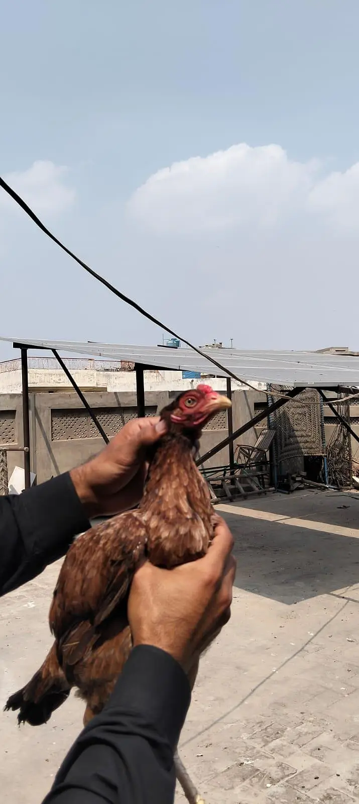 3 Aseel Breeder Females — photo 7