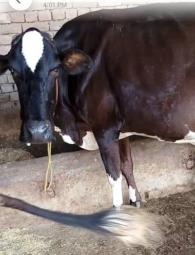 Toker cow