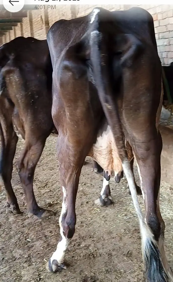 Toker cow — photo 2