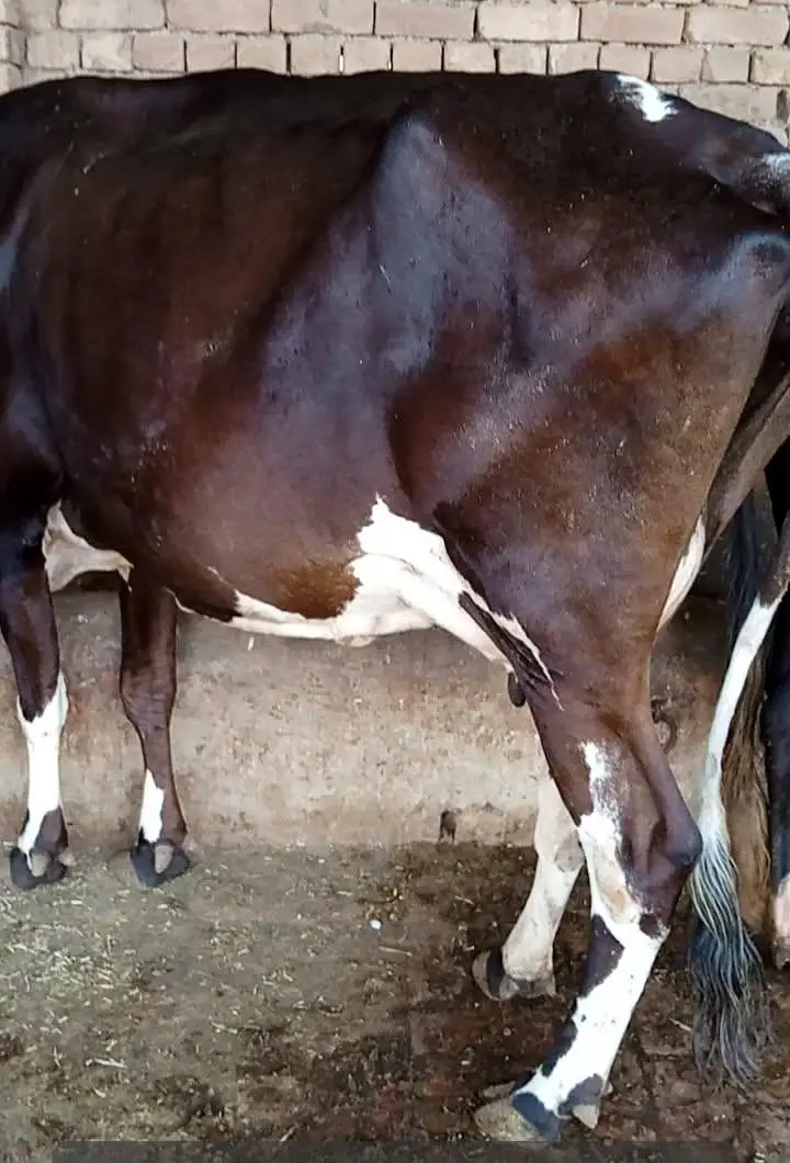 Toker cow — photo 3
