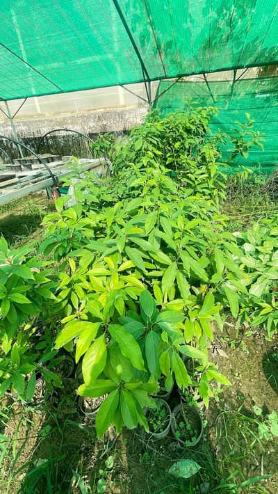 Avocado Plants And Planting Services
