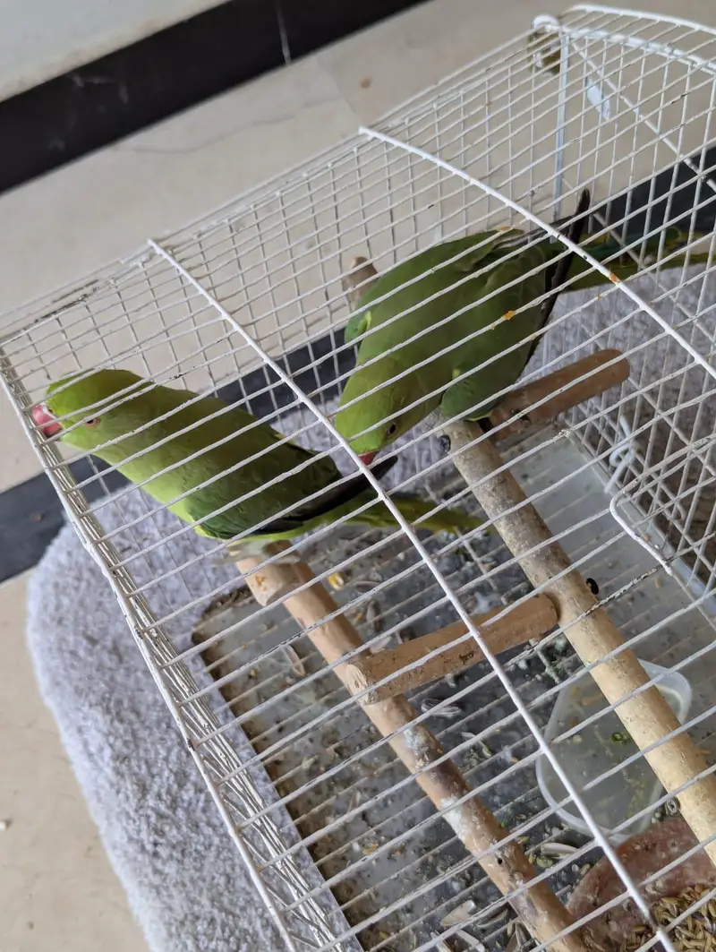 urgent sale — photo 8