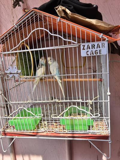 Budgie for sell