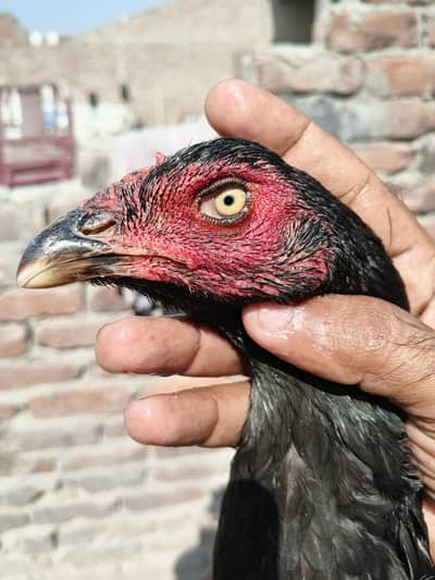Thai + pakstani pathia for sale home breed ha gar ka janwar ha Sara
