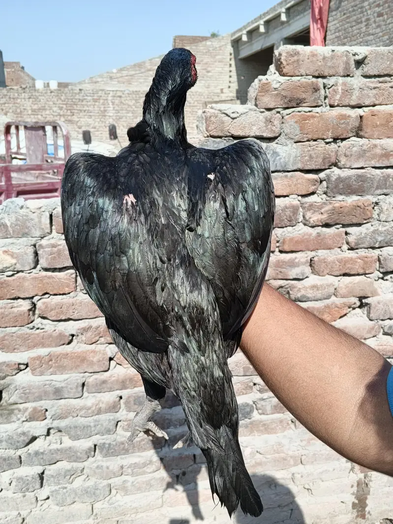 Thai + pakstani pathia for sale home breed ha gar ka janwar ha Sara — photo 2