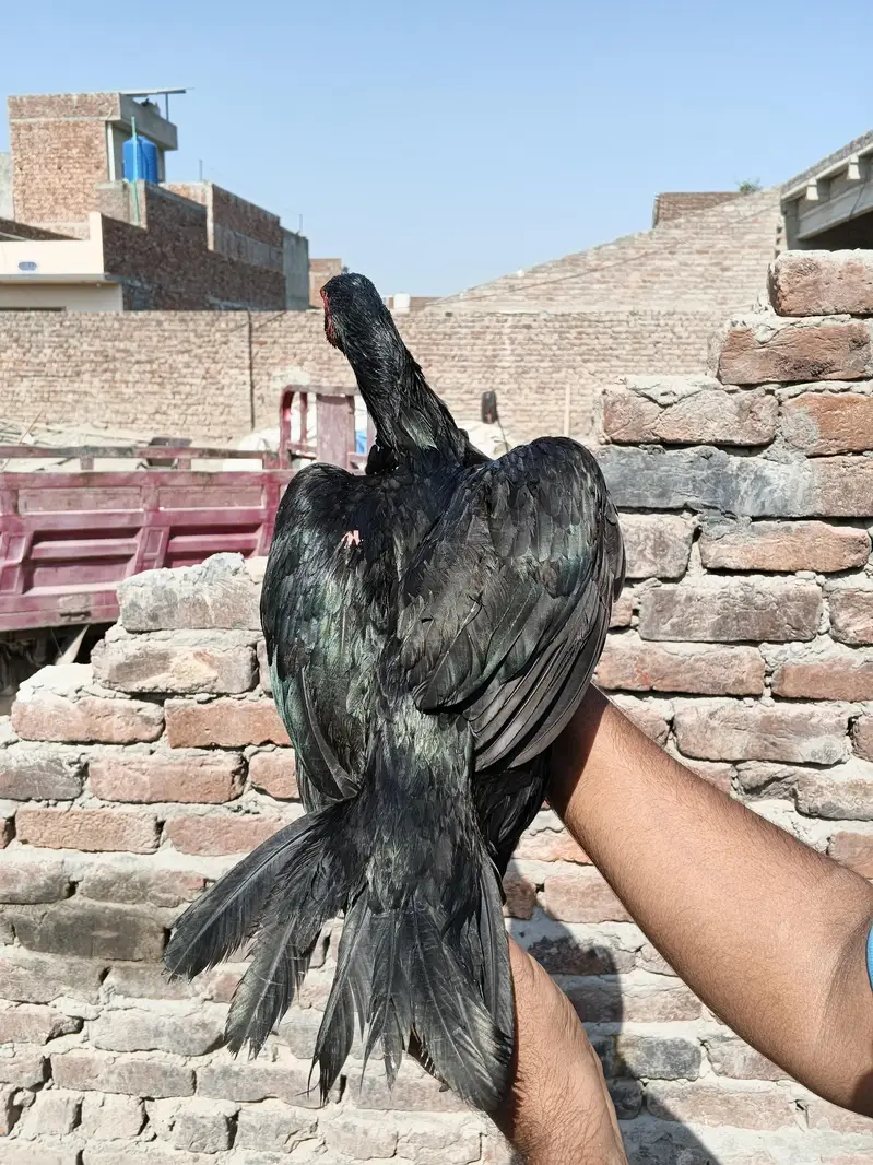 Thai + pakstani pathia for sale home breed ha gar ka janwar ha Sara — photo 3