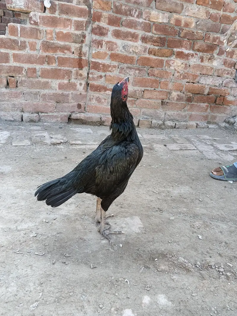 Thai + pakstani pathia for sale home breed ha gar ka janwar ha Sara — photo 4