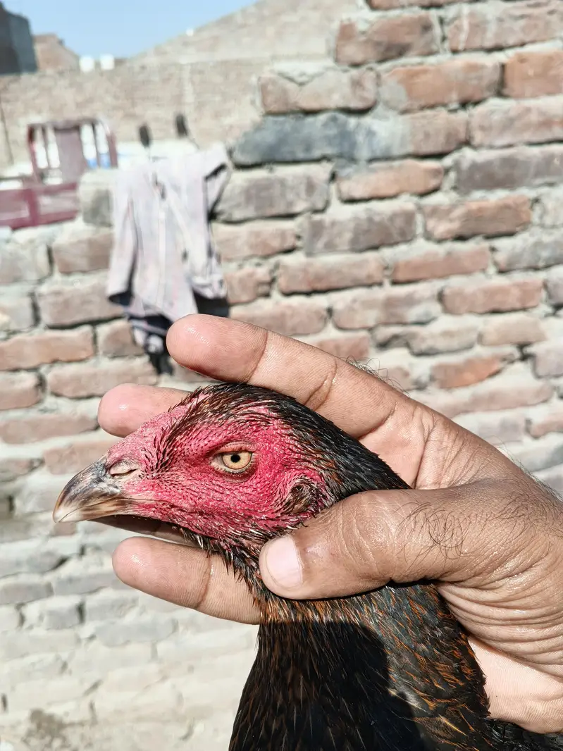 Thai + pakstani pathia for sale home breed ha gar ka janwar ha Sara — photo 5