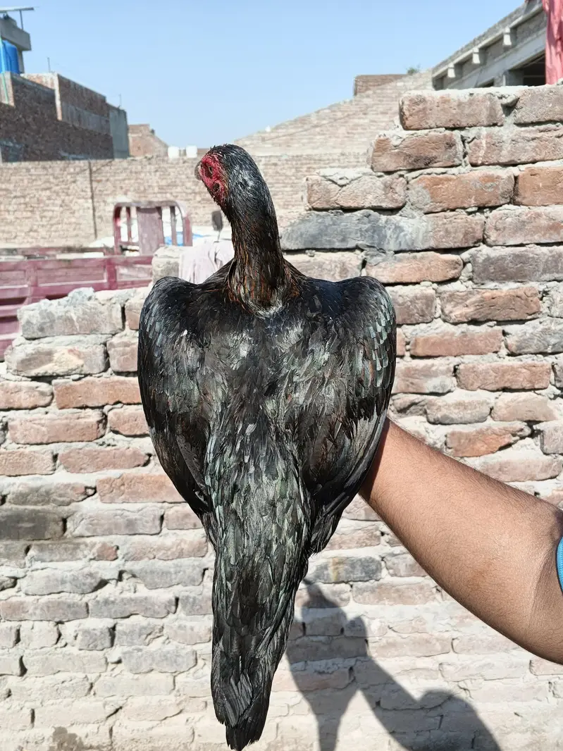Thai + pakstani pathia for sale home breed ha gar ka janwar ha Sara — photo 6