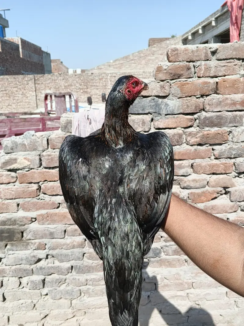 Thai + pakstani pathia for sale home breed ha gar ka janwar ha Sara — photo 7
