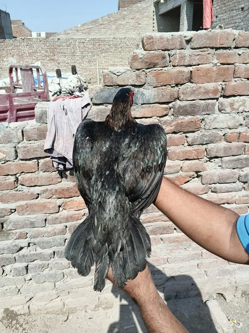 Thai + pakstani pathia for sale home breed ha gar ka janwar ha Sara — photo 8