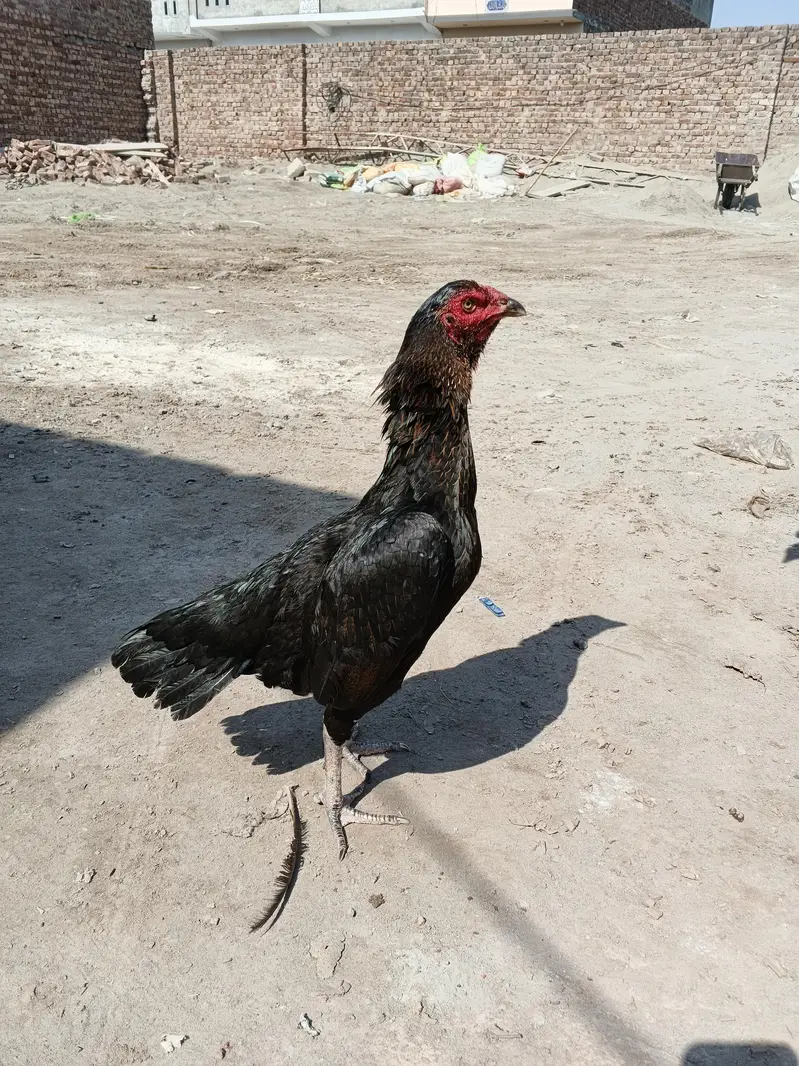 Thai + pakstani pathia for sale home breed ha gar ka janwar ha Sara — photo 9