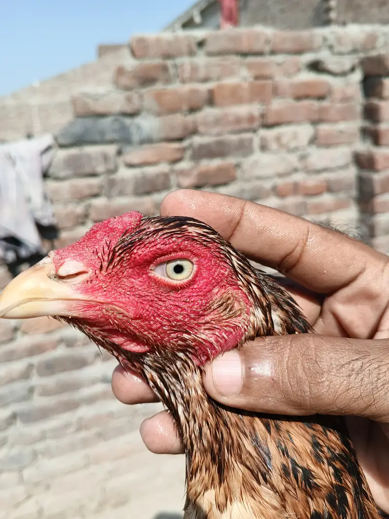 Thai + pakstani pathia for sale home breed ha gar ka janwar ha Sara — photo 10
