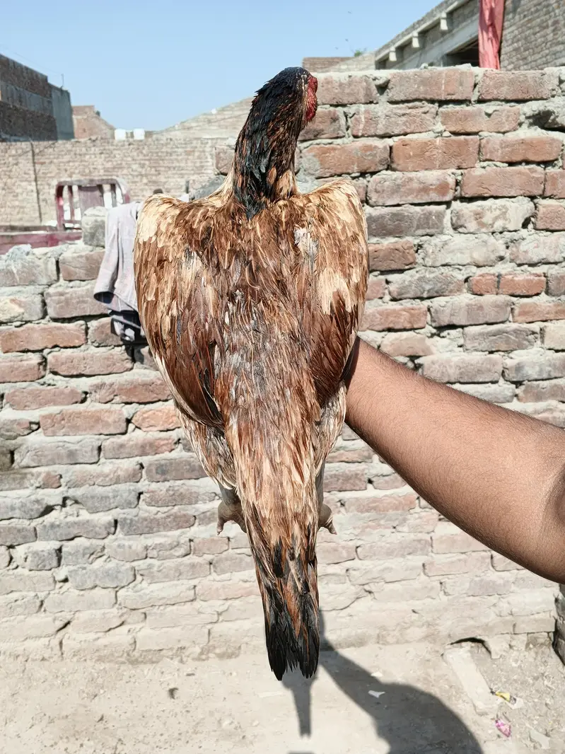 Thai + pakstani pathia for sale home breed ha gar ka janwar ha Sara — photo 11
