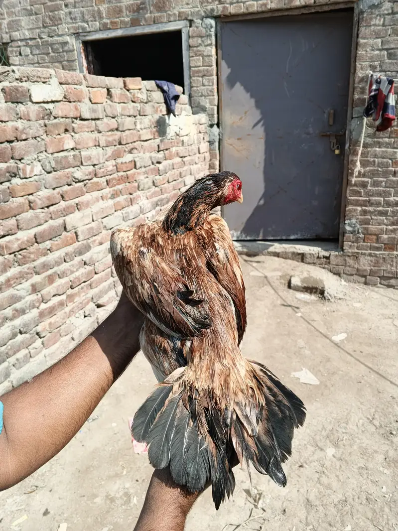 Thai + pakstani pathia for sale home breed ha gar ka janwar ha Sara — photo 12