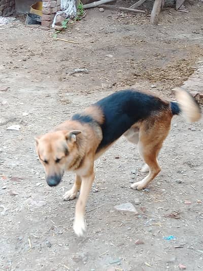 German shepherd single code