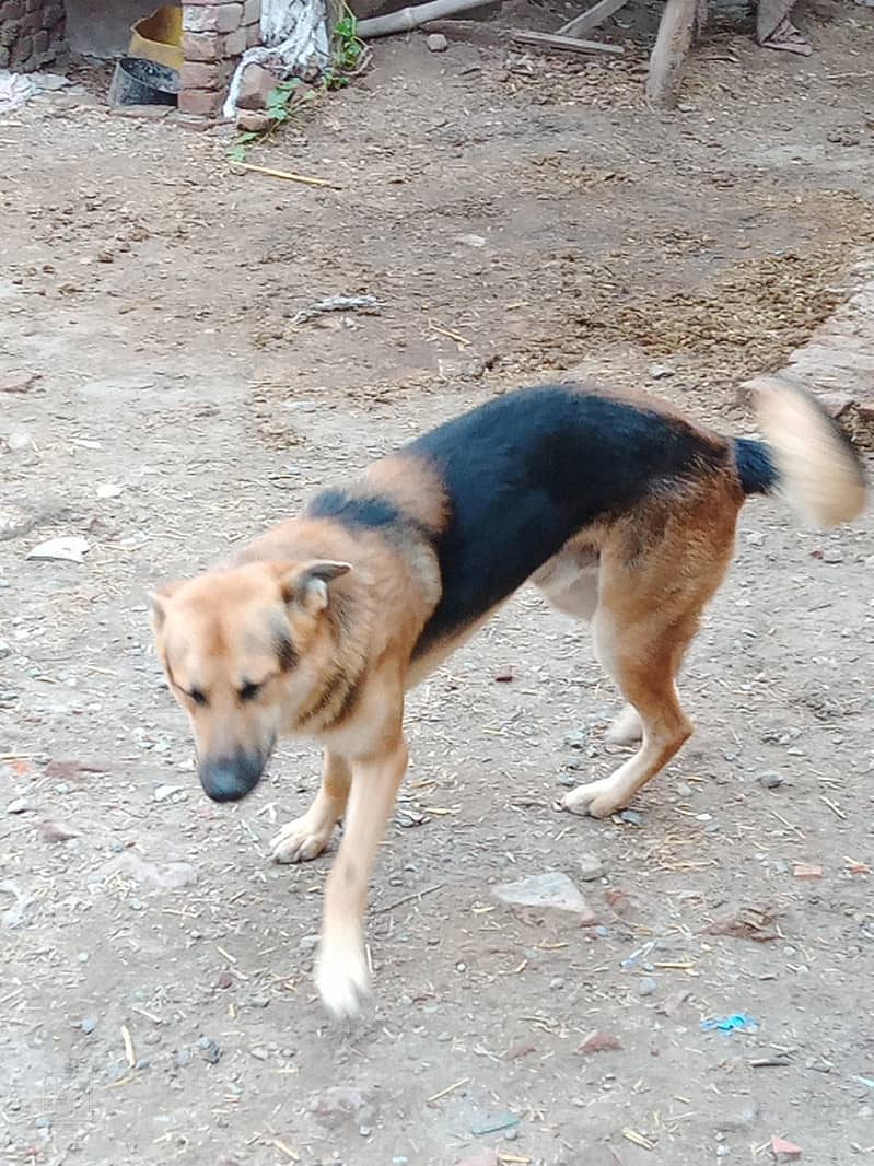 German shepherd single code 0