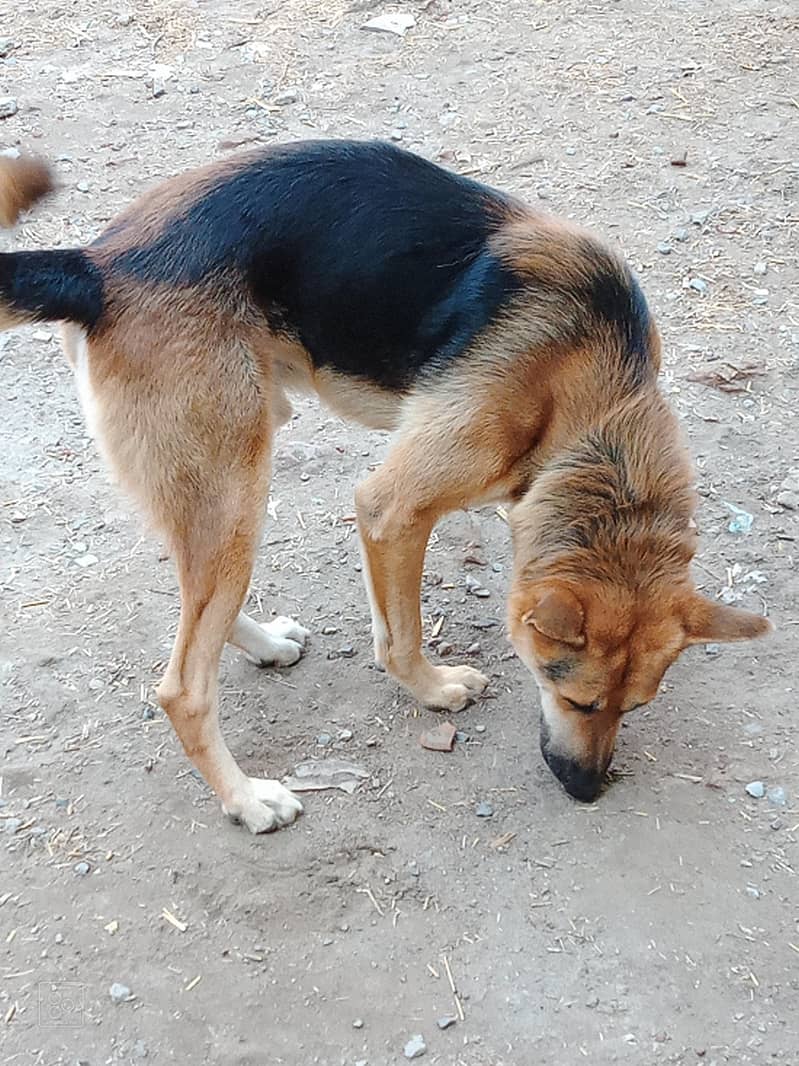German shepherd single code 1