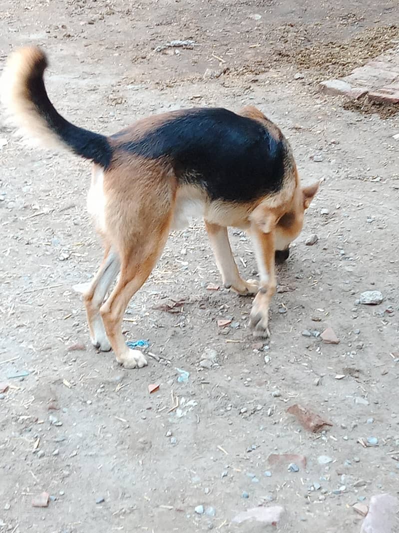 German shepherd single code 2