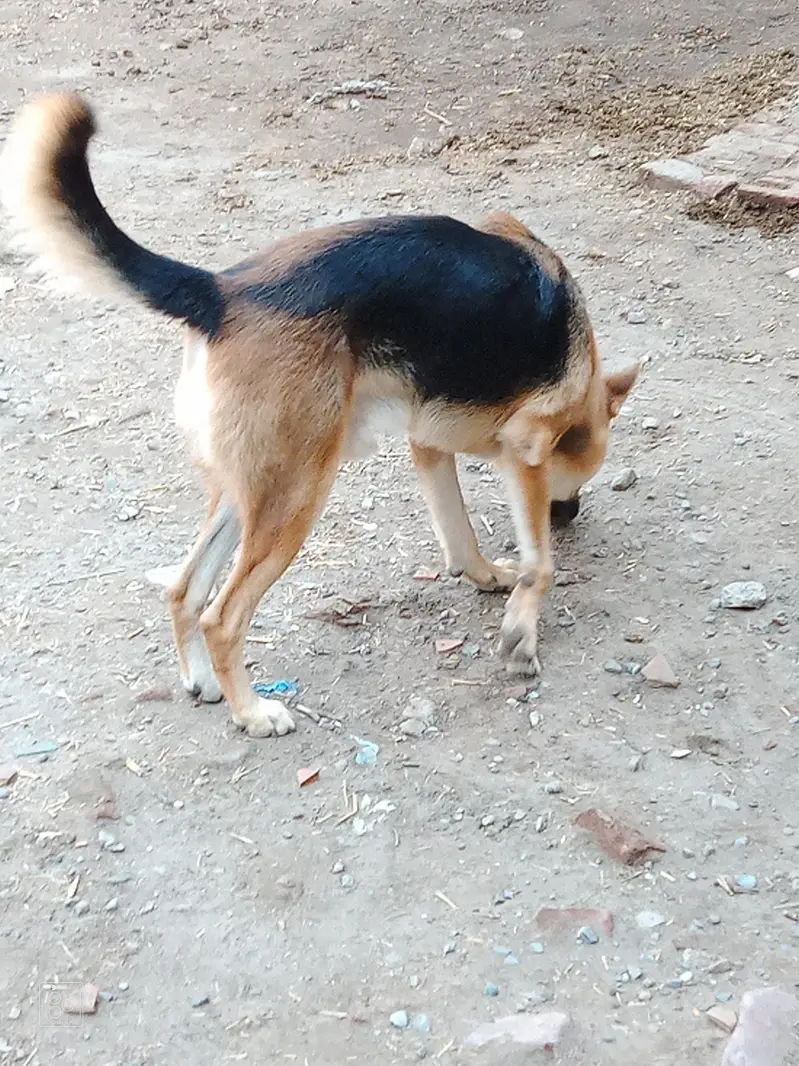 German shepherd single code — photo 3