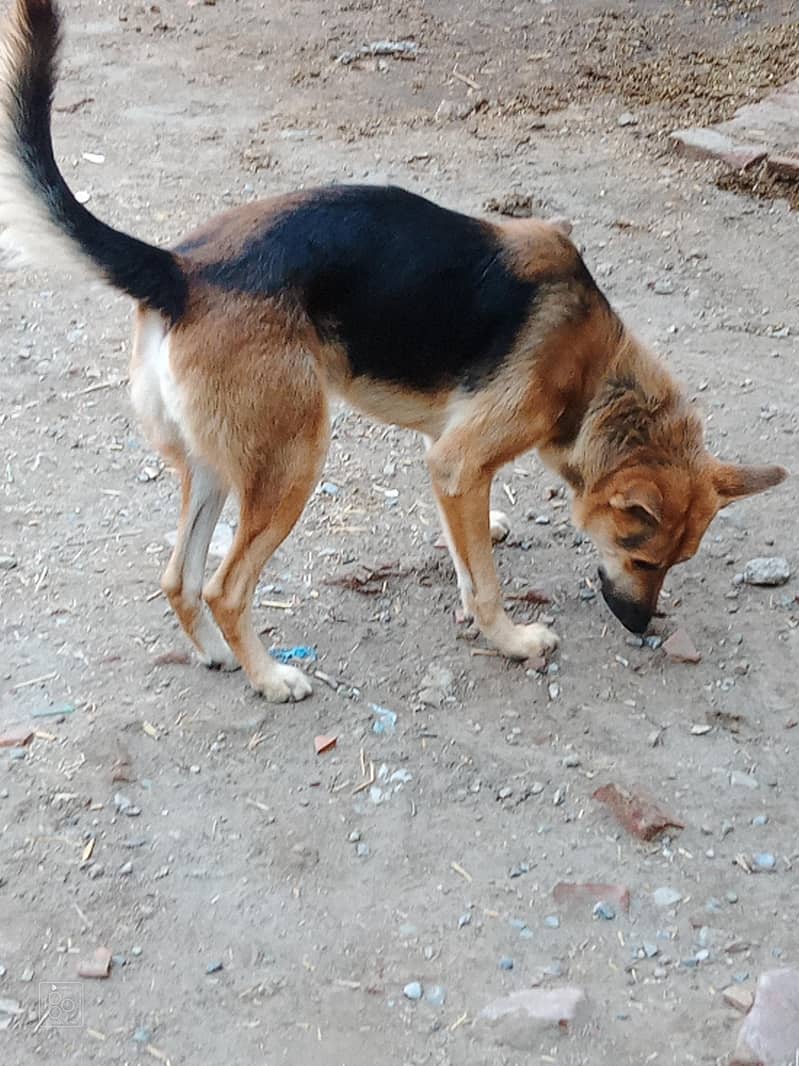 German shepherd single code 3
