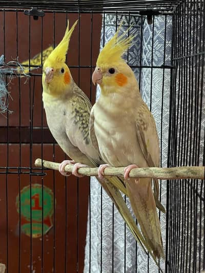 cockatiel parrot X3