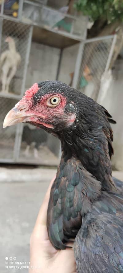 Aseel Mianwali hen