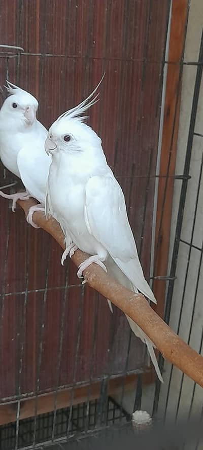 4breder pair for sale Multan