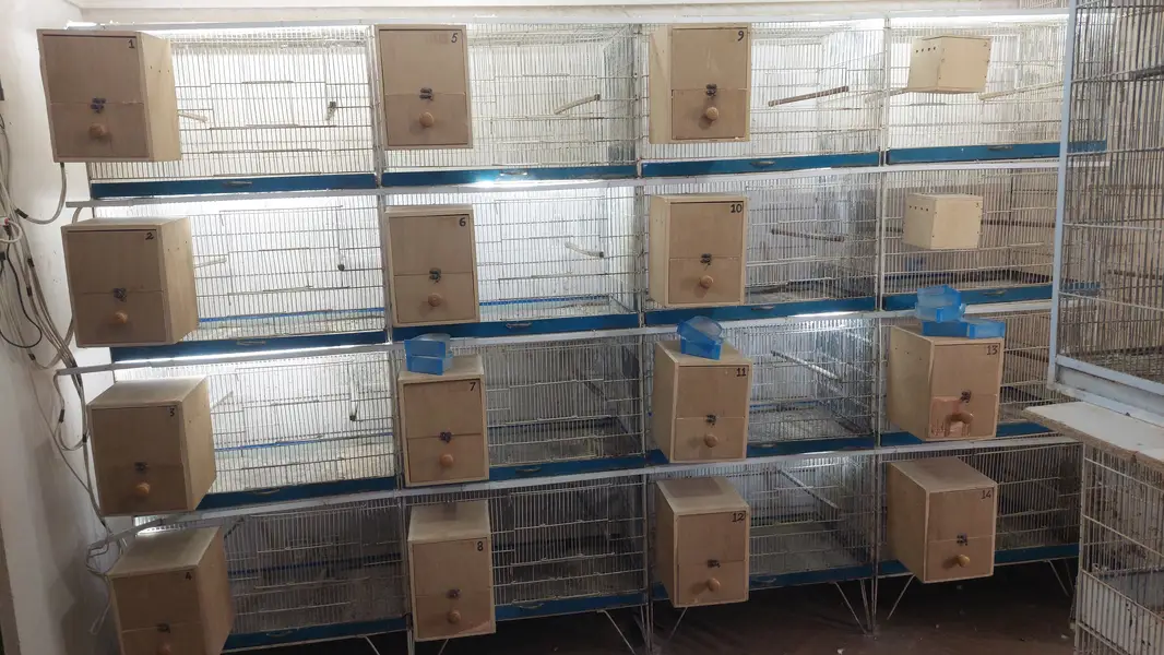 Metal used cages for birds (good condition with quality material) — photo 2