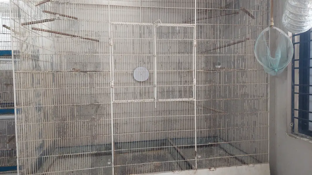 Metal used cages for birds (good condition with quality material) — photo 5