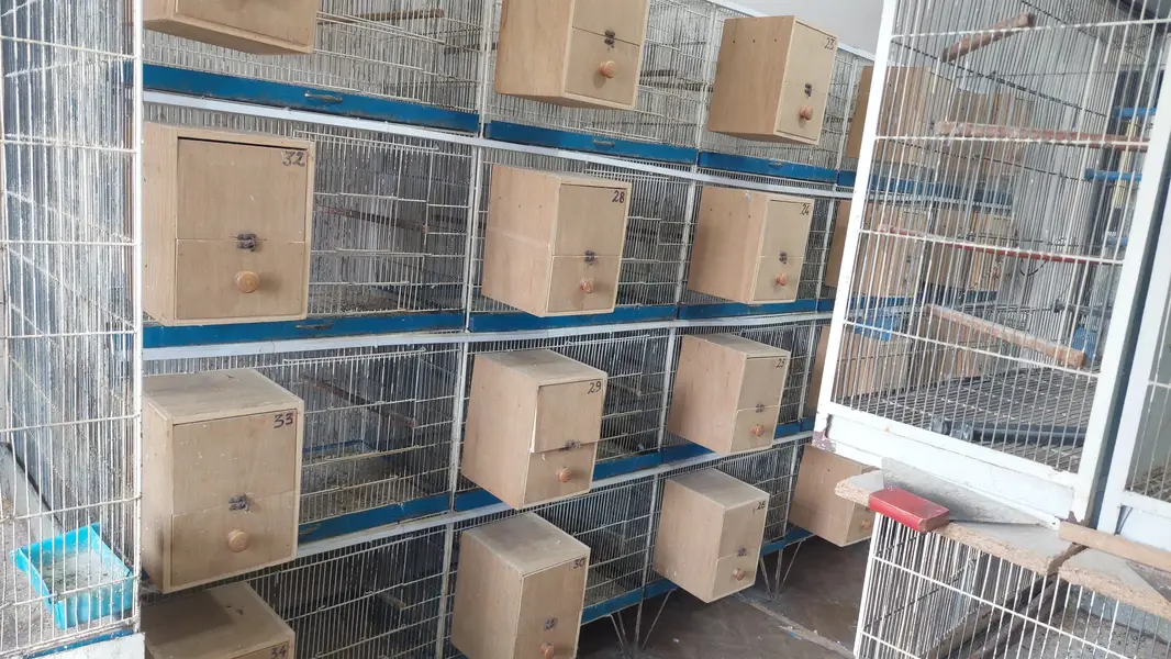 Metal used cages for birds (good condition with quality material) — photo 7