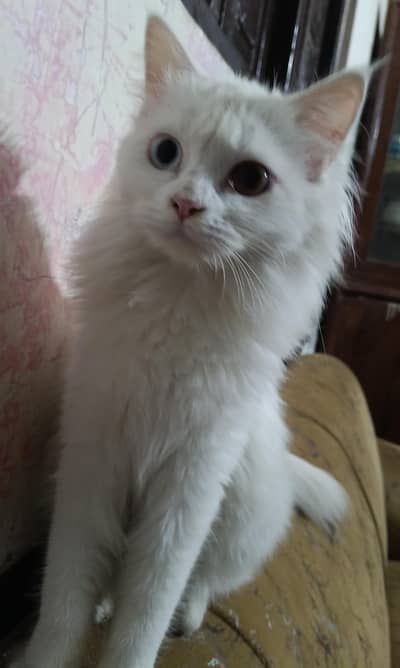 white Persian double coated