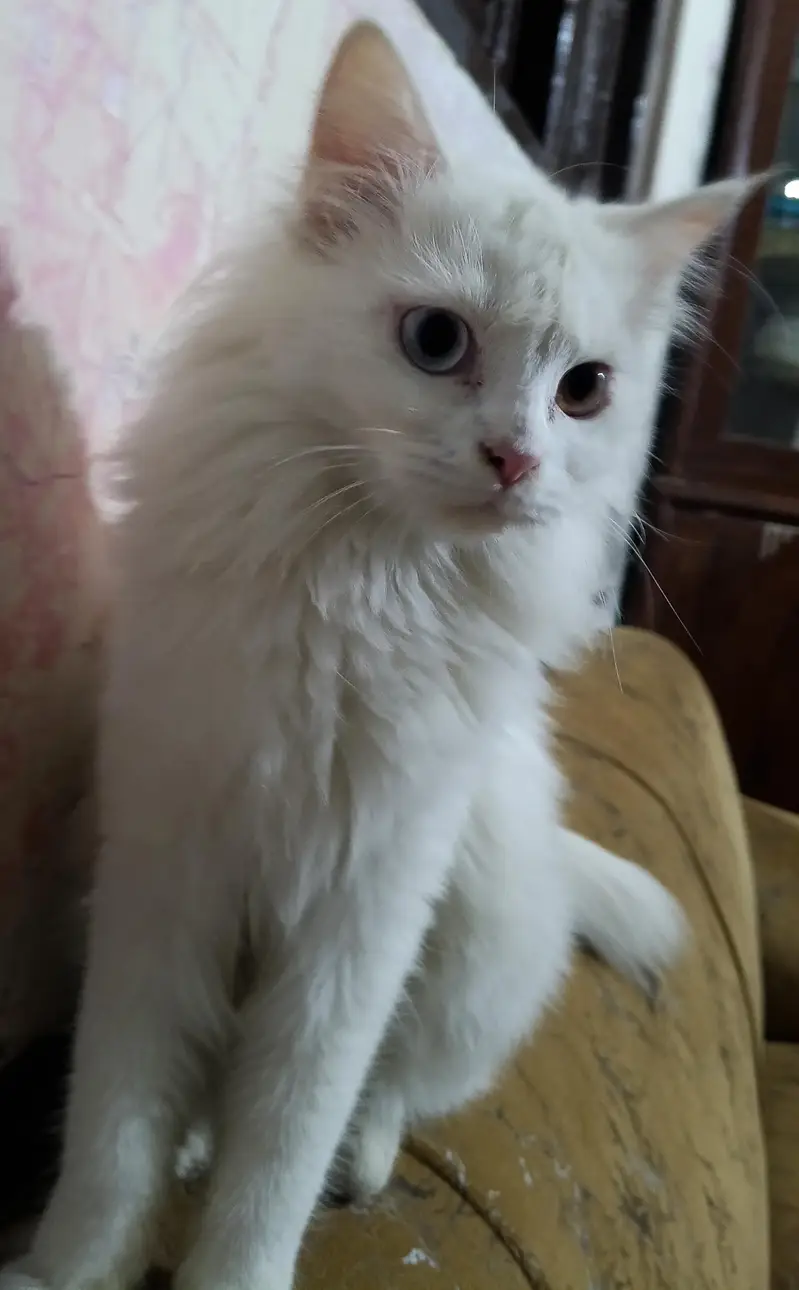 white Persian double coated — photo 2