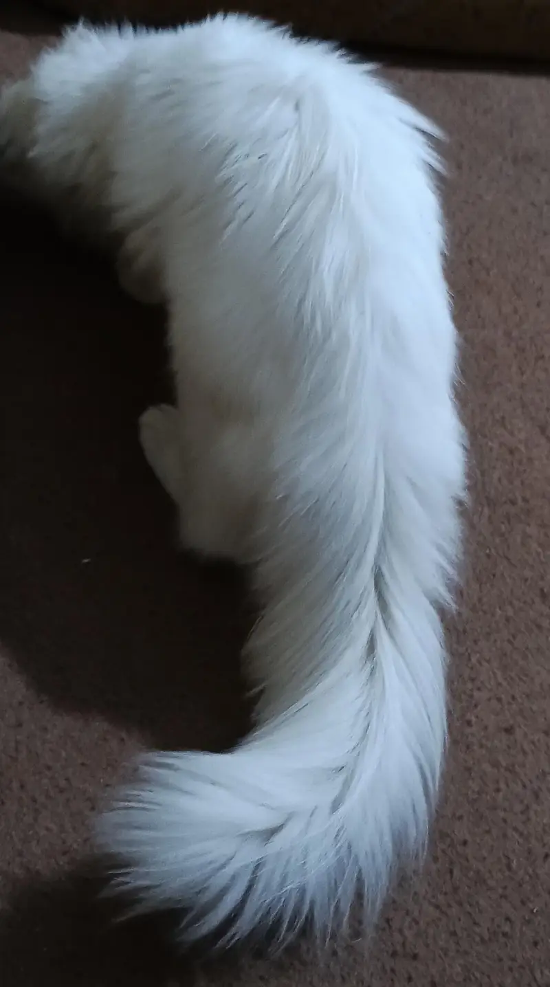 white Persian double coated — photo 3