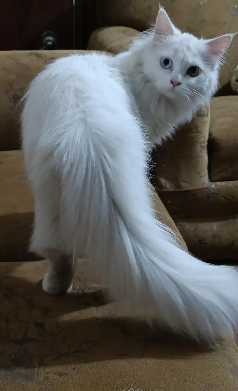 white Persian double coated — photo 4