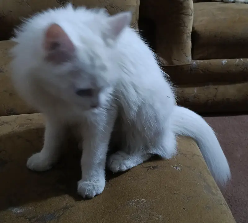 white Persian double coated — photo 5