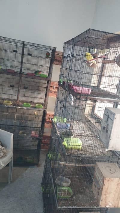 Parrot Cages for Sale