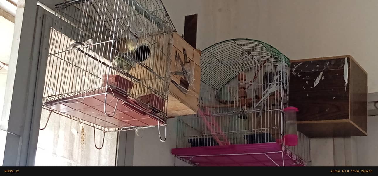 Cockteil Two Pair 5