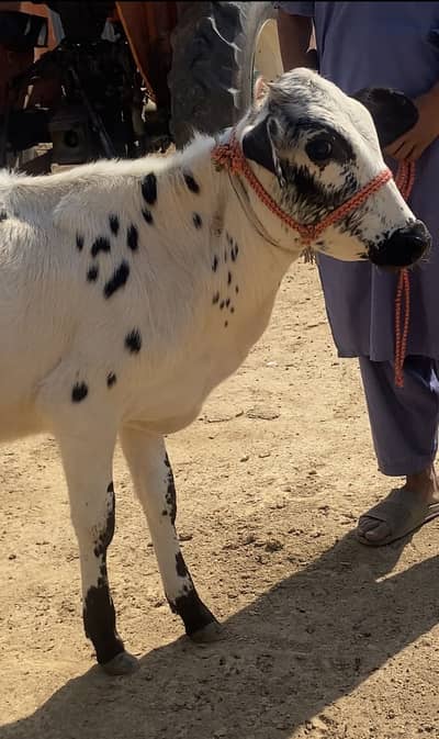 Friesian cholistani cross bachriya for sale