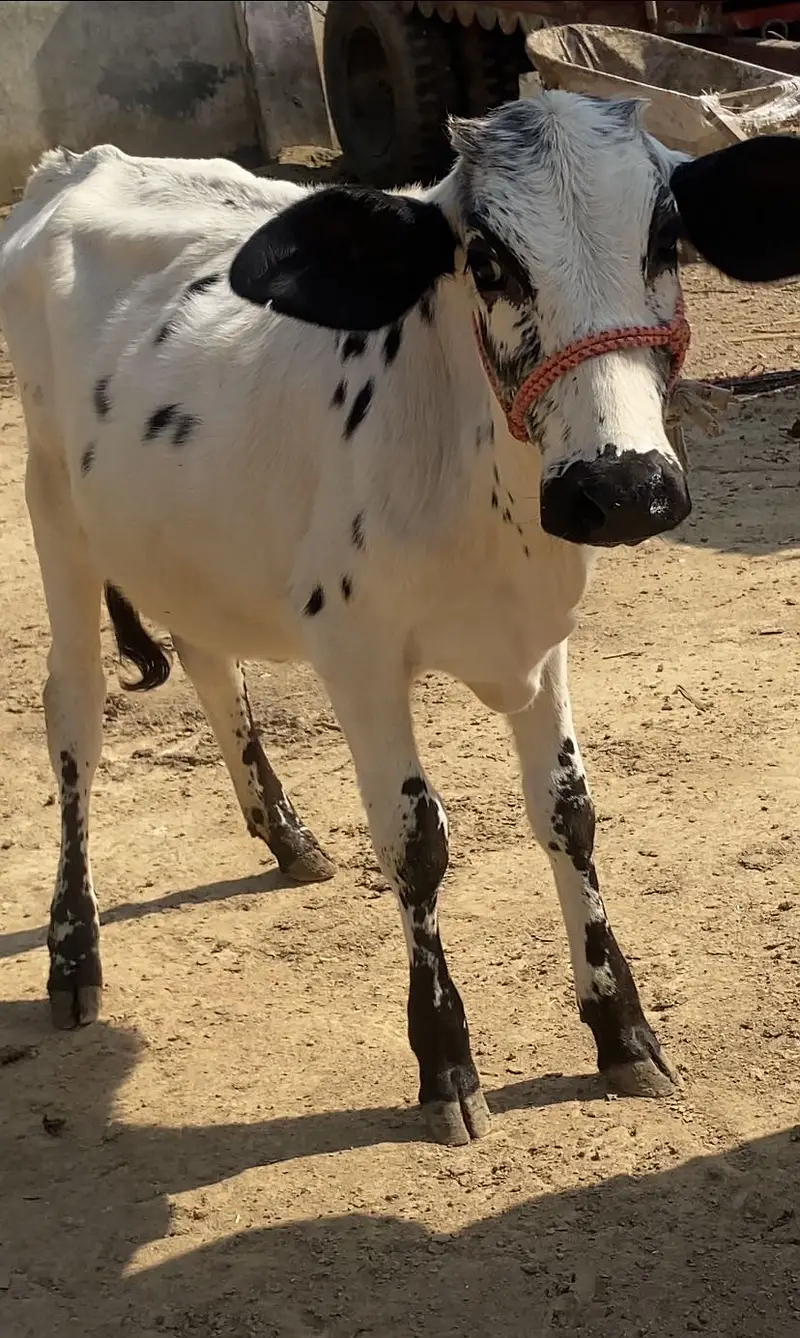 Friesian cholistani cross bachriya for sale — photo 2