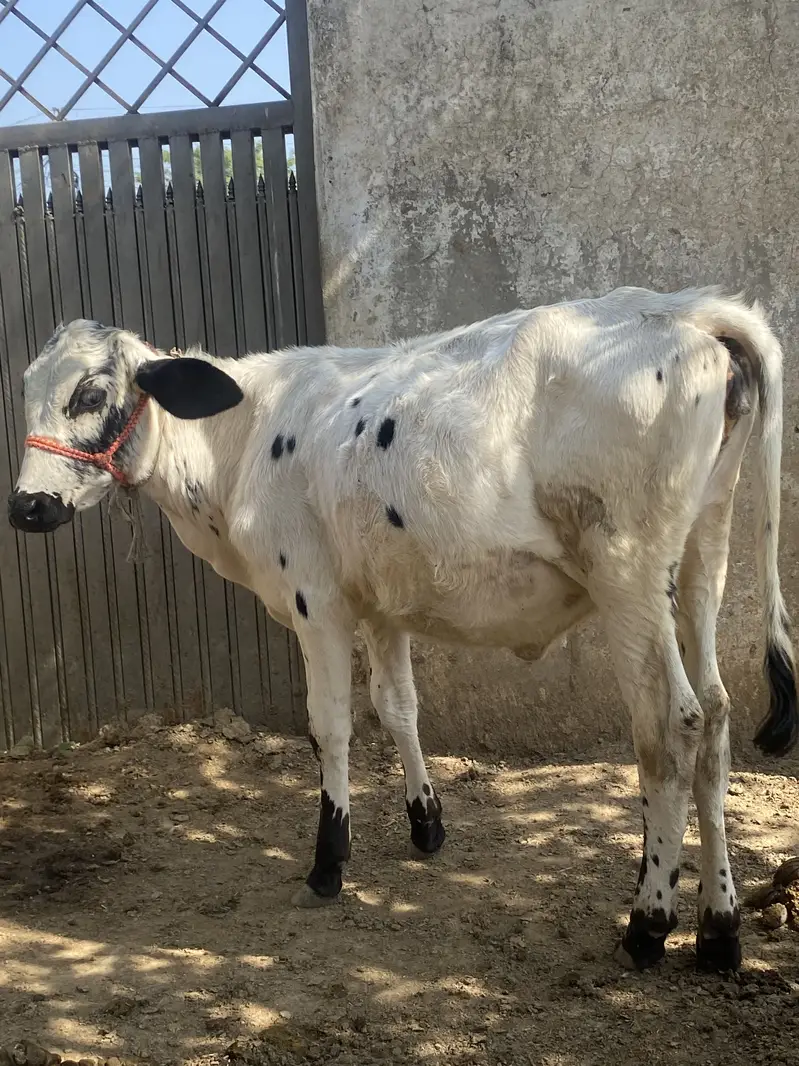 Friesian cholistani cross bachriya for sale — photo 3