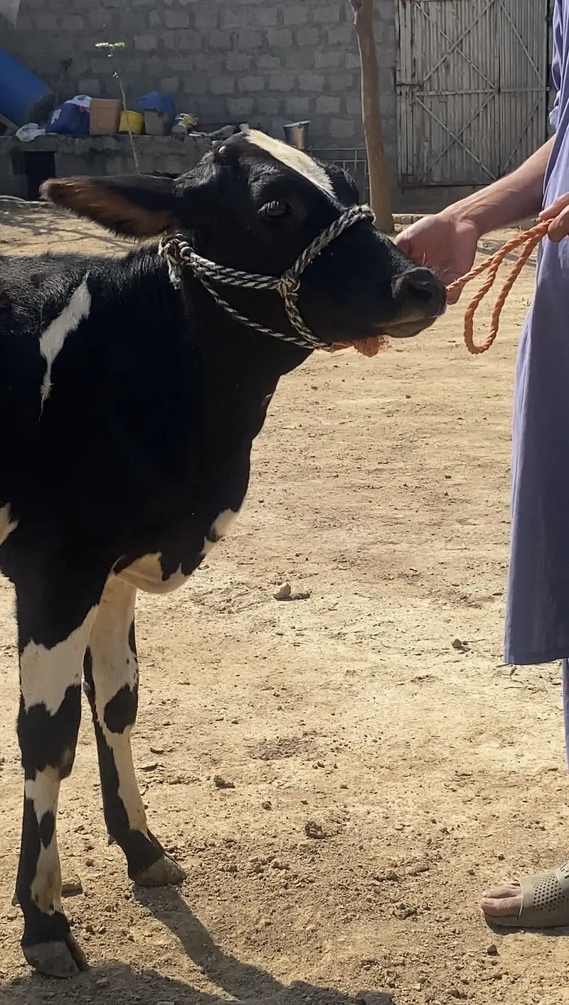 Friesian cholistani cross bachriya for sale — photo 5