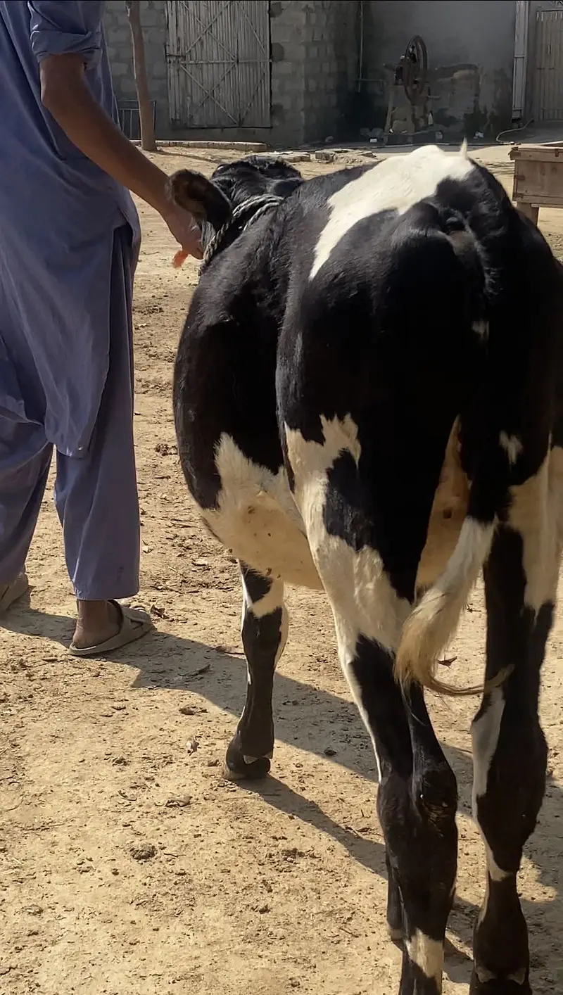 Friesian cholistani cross bachriya for sale — photo 6