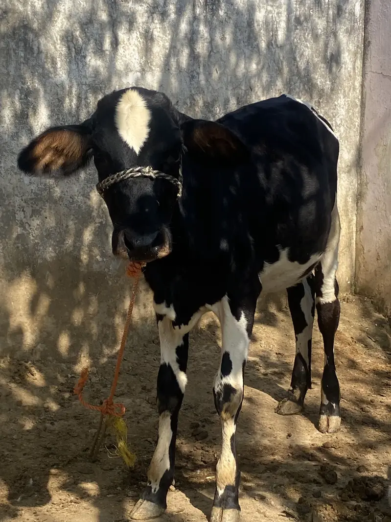 Friesian cholistani cross bachriya for sale — photo 7